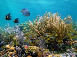 Obraz na płótnie tropikalny indonezja woda malediwy