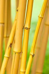 Obraz na płótnie bambus natura roślina