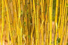 Fotoroleta roślina natura bambus kij zbliżenie
