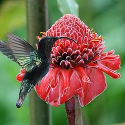 Naklejka kwiat koliber miłość energiczny