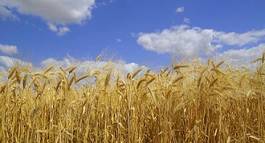 Obraz na płótnie rolnictwo zdrowy jedzenie pszenica