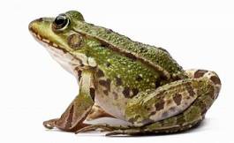 Fotoroleta dziki natura żaba płaz dzikie zwierzę