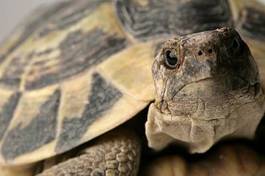 Fototapeta żółw zwierzę gad scala