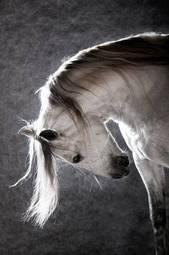 Plakat andaluzyjski ogier koń piękny
