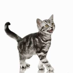 Obraz na płótnie kot oko kociak