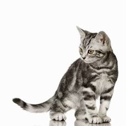 Fotoroleta ładny kociak kot