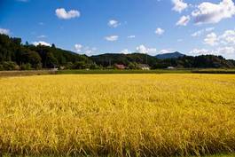 Naklejka wieś japonia japoński uśmiech błękitne niebo