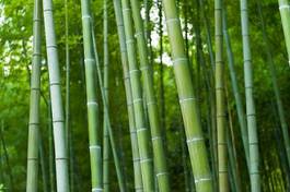Plakat chiny japoński tropikalny las bambus