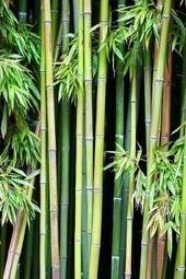 Naklejka bambus chiny las