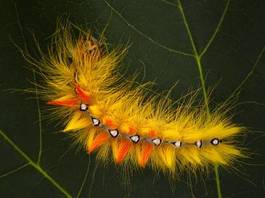 Obraz na płótnie motyl drzewa sowa kolorowy kamuflażu