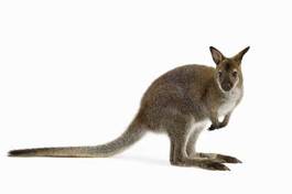 Fotoroleta kangur dziki zwierzę ssak bezdroża