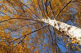 Naklejka niebo natura drzewa jesień