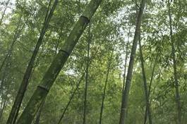 Naklejka tropikalny azjatycki japoński drzewa