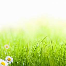 Naklejka natura trawa świeży kwiat lato