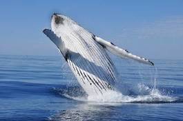 Fototapeta długopłetwiec australia zachodnia wieloryb  