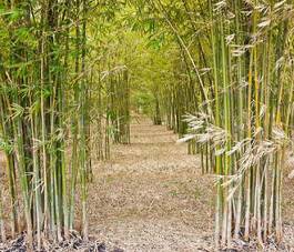 Fotoroleta roślina gałązka bambus tropikalny drzewa