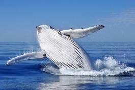 Obraz na płótnie długopłetwiec wieloryb australia zachodnia  
