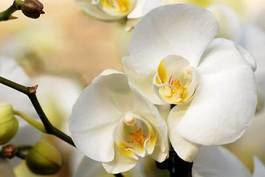 Naklejka świeży storczyk przepiękny para kwiat