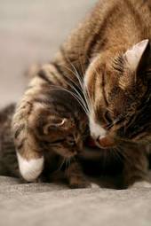 Naklejka kocia matka i jej dziecko