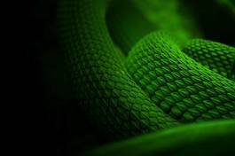 Obraz na płótnie tropikalny dziki wąż
