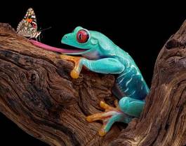 Fotoroleta płaz żaba natura zwierzę