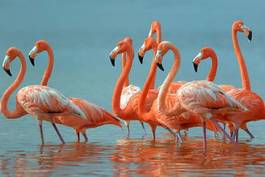 Plakat flamingos are walking in the river.