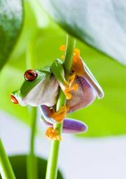 Fotoroleta żaba natura oko płaz abstrakcja