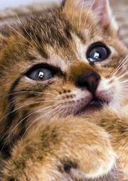 Fotoroleta słodki kociak