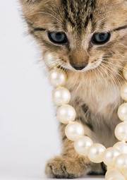 Fotoroleta kociak z naszyjnikiem pereł