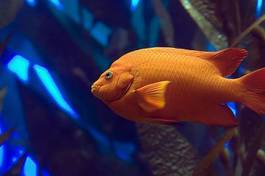Fototapeta zwierzę okoń ryba