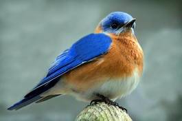 Fotoroleta las natura fauna ptak zwierzę