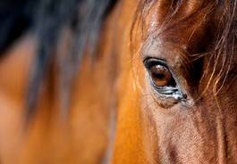 Obraz na płótnie zwierzę koń piękny