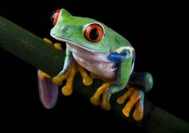 Fototapeta natura oko żaba