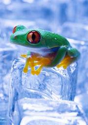 Fotoroleta abstrakcja woda lód żaba