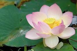 Naklejka kwiat woda bukiet ogród zen