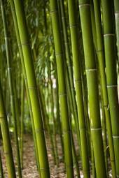 Naklejka las azja bambus
