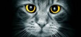 Plakat zwierzę portret kot