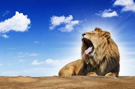Plakat zwierzę lew kot
