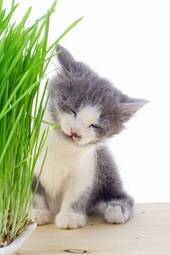 Obraz na płótnie kociak je trawę