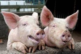 Obraz na płótnie wiejski świnia rolnictwo ssak