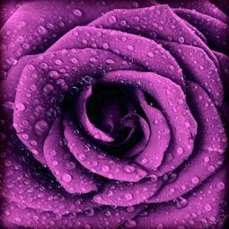 Obraz na płótnie rosa kwiat roślina miłość świeży