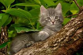 Fotoroleta roślina ogród natura zwierzę kot