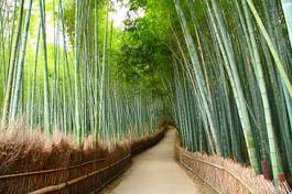 Naklejka bambus japoński japonia natura