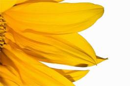 Naklejka kwiat słońce słonecznik
