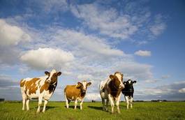 Plakat krowa wiejski pole rolnictwo