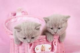 Fototapeta dwa brytyjskie krótkowłose kociaki na różowym tle