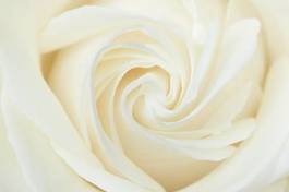 Naklejka biała róża
