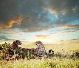 Fotoroleta narodowy ssak safari park natura