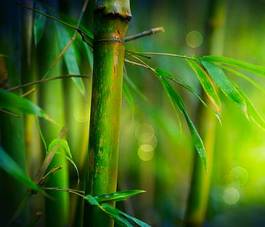 Plakat bambus tropikalny roślina las wzór