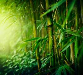 Plakat wschód bambus tropikalny chiny zen
